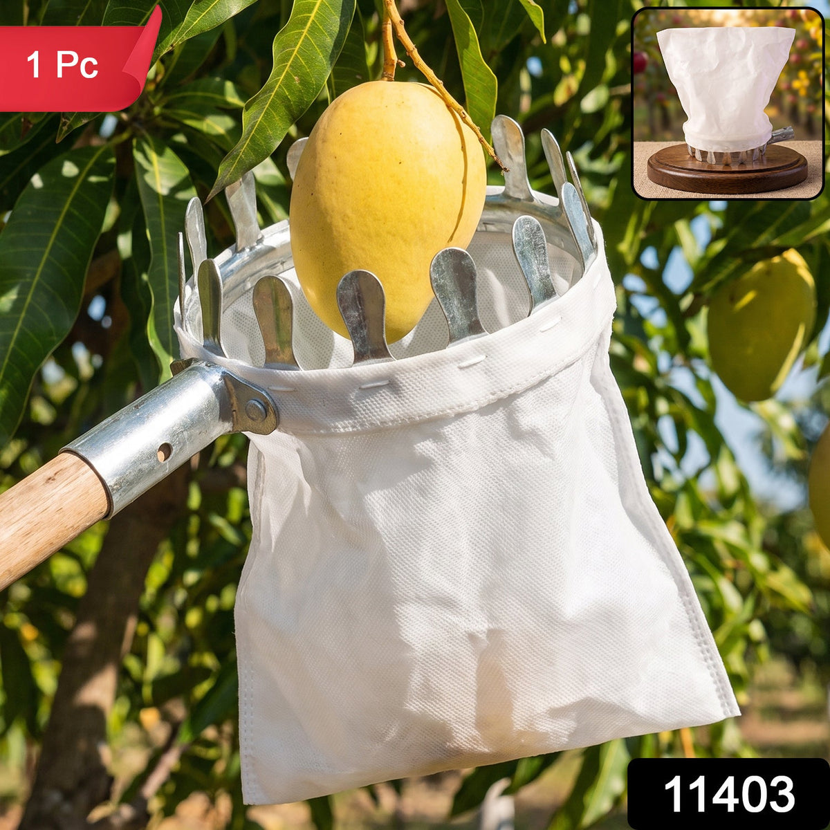 A yellow mango is being picked from a tree by a metal fruit picker with a white collection bag attached, with a small inset