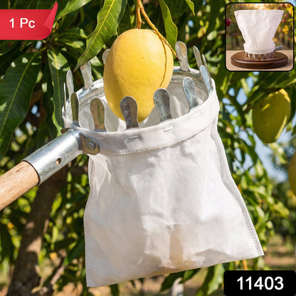 A yellow mango is being picked from a tree by a metal fruit picker with a white collection bag attached, with a small inset