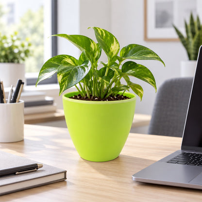 A green plastic pot with a vibrant plant on a wooden desk, alongside a laptop, notebook, and pen holder.